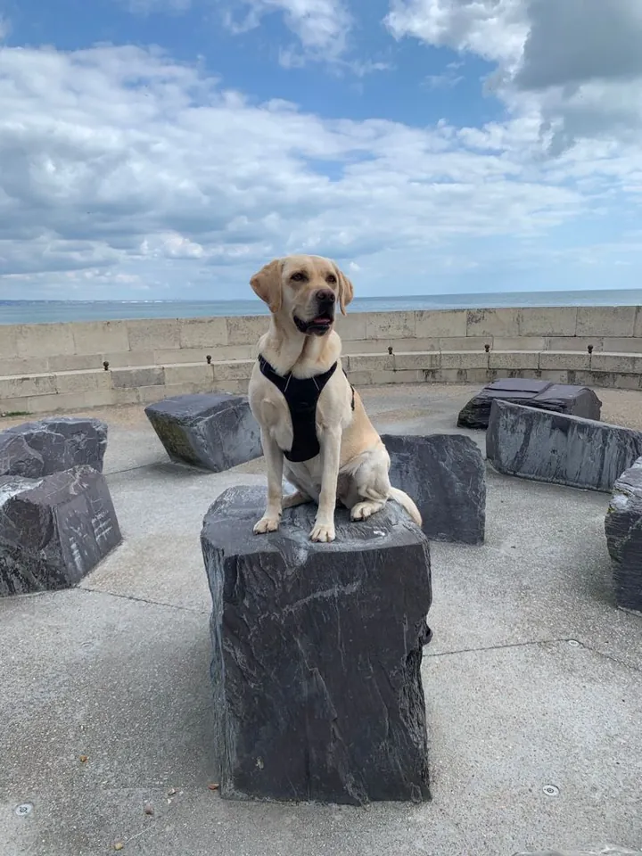 A photo of a labrador sitting on a stone block by the sea, under a cloudy sky